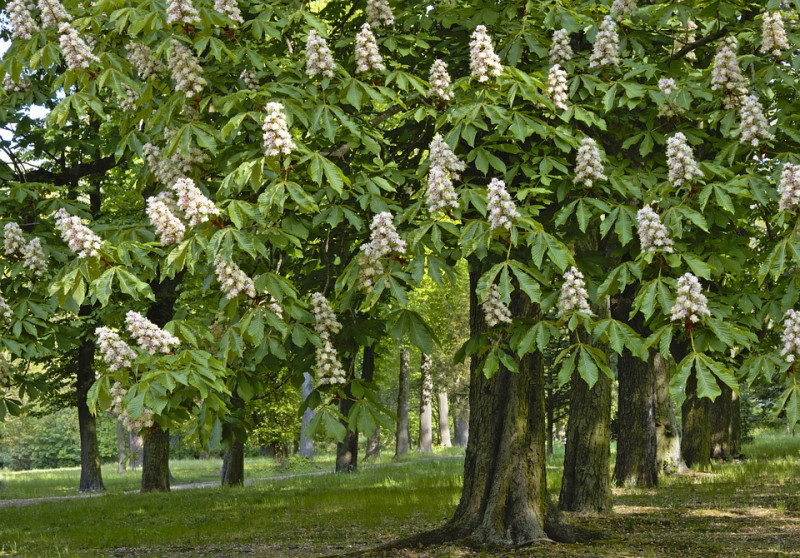 chestnut-kastanjes-kastanjebomen-loofbomen-bloesem-bloeitijd-tamme-wilde-soorten-vruchten-zaden-herkennen-eetbaar