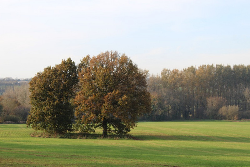 verschillende-soorten-bomeneiken-qeurcus-blad-eikels-windbestuiver-zomereik-amerikaanse-eikenbomen-aardappelgal-eikenhout