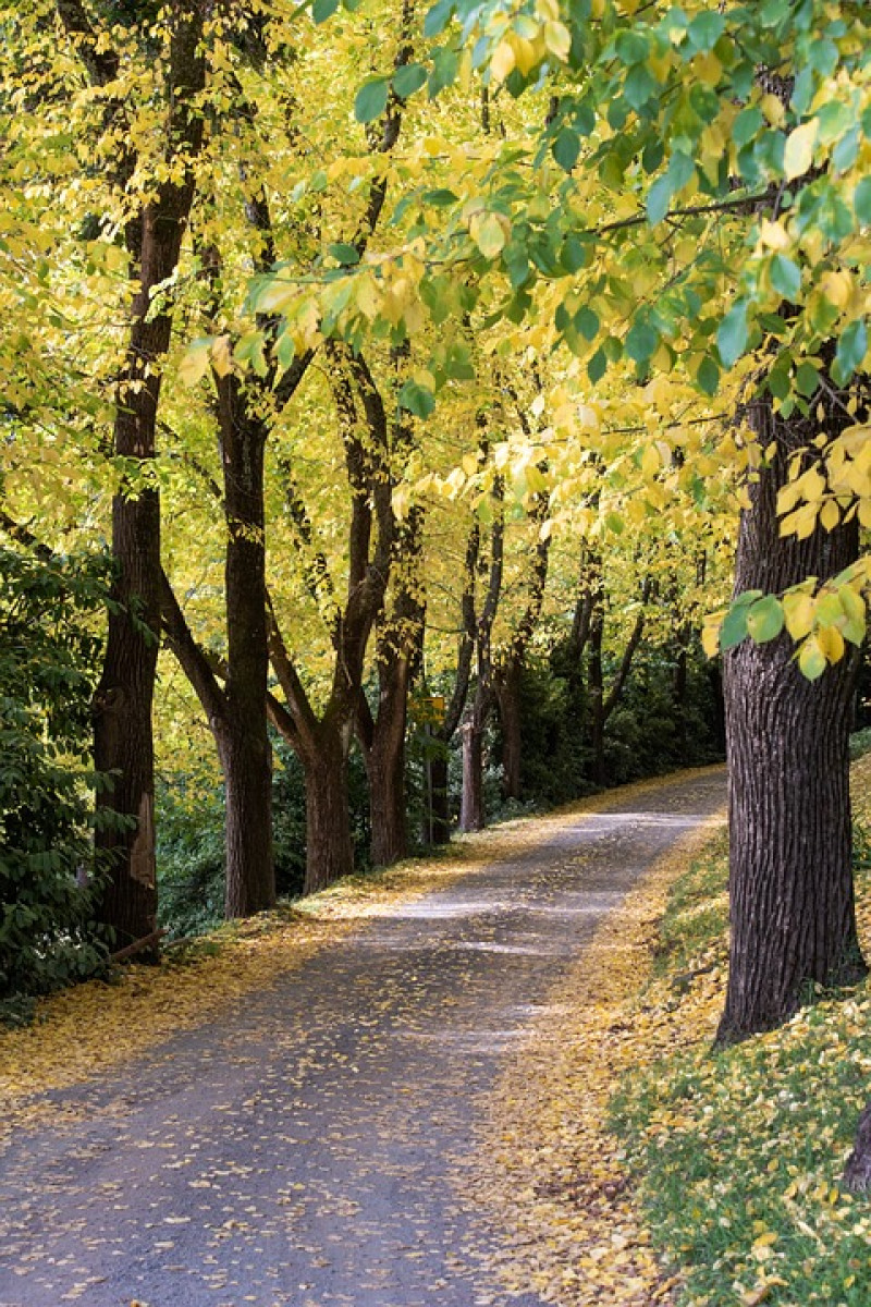 elm-trees-iepenboom-gezaagde-dubbelgezaagde-bladeren-bladrand-bloemen-bloeiende-bomen