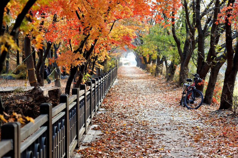 esdoorn-acer-bomen-herfstkleuren-geel-groen-rood-oranje-bomen-die-mooi-verkleuren-verkleuringen-in-de-herfst-bladverliezende-loofbomen