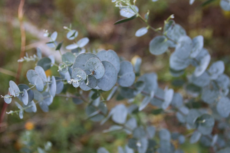 eucalyptus-boom-bladeren-vorm-grijze-bladeren-met-witte-grijs-waas-loofbomen-exotisch-soorten