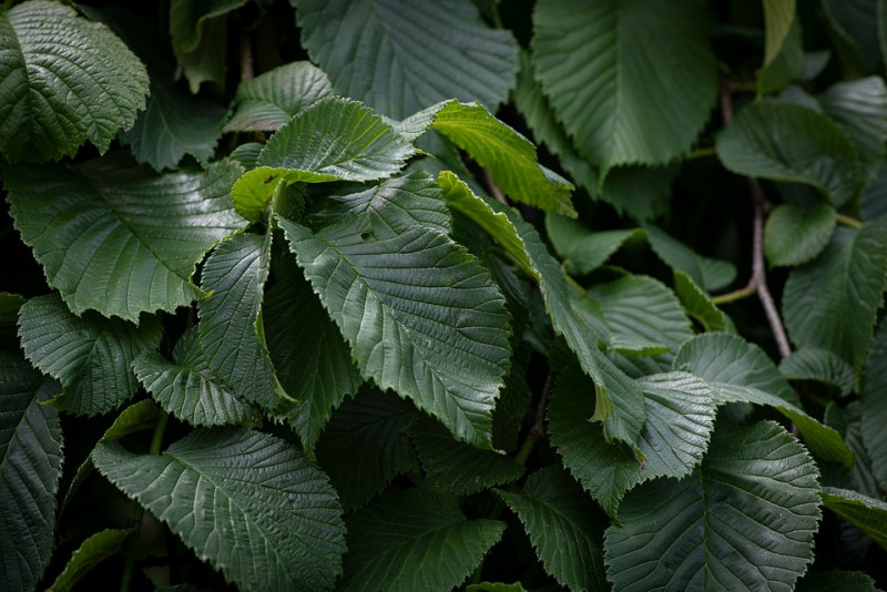 iep-bladeren-boom-vorm-herkennen-bladsoort-voet-van-blad-herkendbaar-soorten-loofbomen