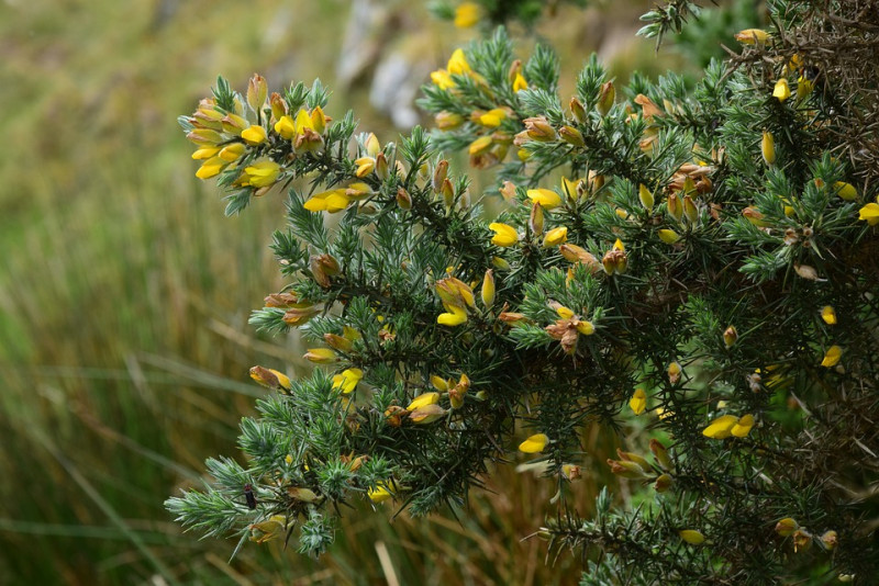 jeneverbes-struik-bloemen-bloeien-herkennen-naalden-bladeren-loofbomen-naaldbomen