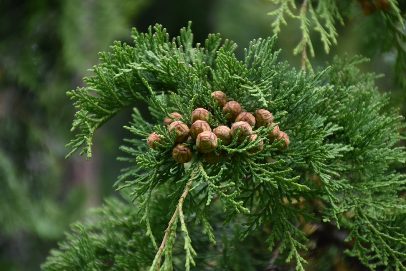 juniper-conifeer-schubben-soort-bomen-herkennen-aan-bladeren-boom-bast