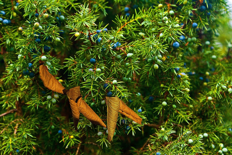 junipers-tree-jeneverbes-struiken-soorten-herkennen-vruchten-takken-bast-schors-vruchten-naalden-schubben