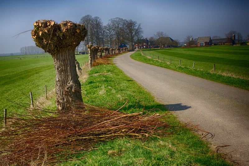 knotwilgen-soorten-groeiplaats-bomensoort-voor-langs-sloten-knotten-snoeien-groeiwijze-beeldbepalende-bomen