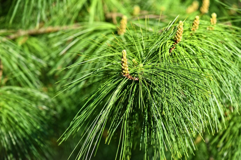 pijnbomen-met-zaaddragende-kegels-naaldbomen-herkennen-bast-naald-schors-bladeren