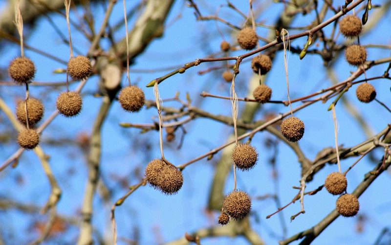 platanen-boom-met-balletjes-bolletjes-vruchtbolletje-bruin-kerstversiering-bloeien-boodeducatie-loofbomen-soorten-