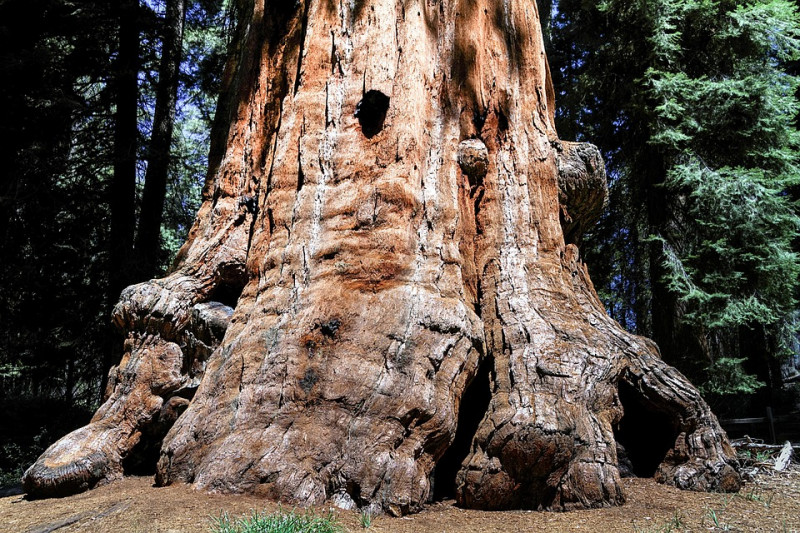 sequioa-tree-mammoetboom-grootste-boom-met-breedste-stamomtrek-soorten