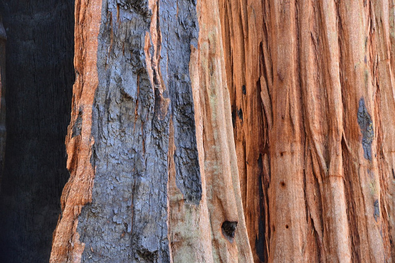 sequoia-bast-stam-kleur-rood-schors-herkennen-soorten-bomen