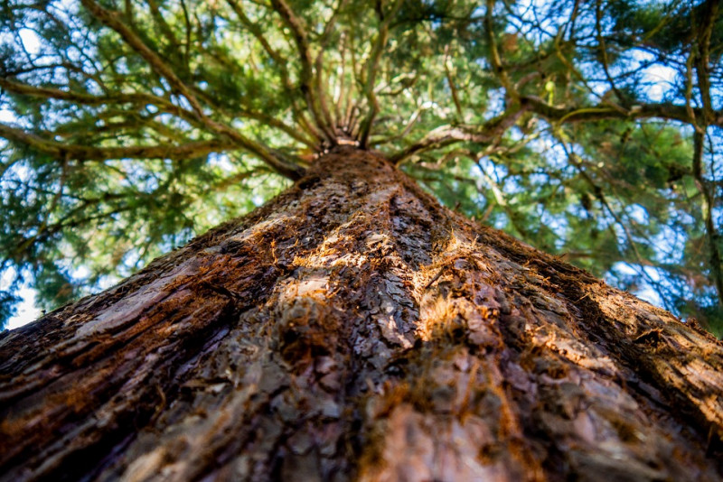 sequoia-redwoodtree-mammoetboom-grootste-bomen-stamomtrek-herkennen-bast-bladeren-naaldbomen-naalden