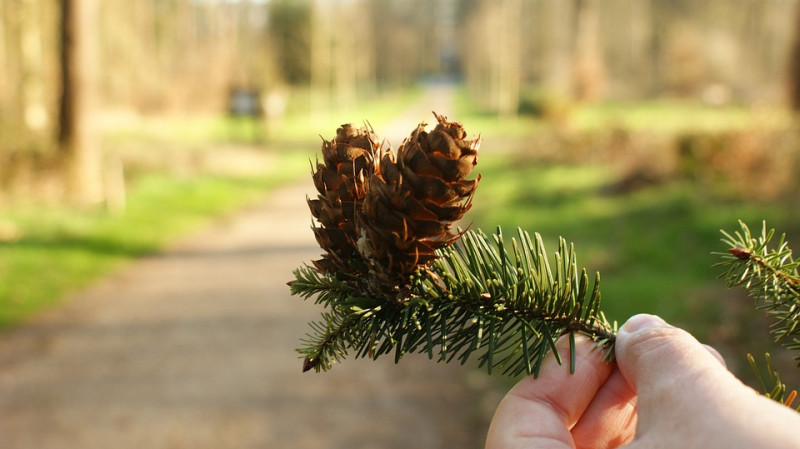 verschillende-soorten-bomensoorten-naaldbomen-groenblijvende-bomen-bomen-leren-herkennen-aan-bladeren-bast-vorm-knoppen-takken