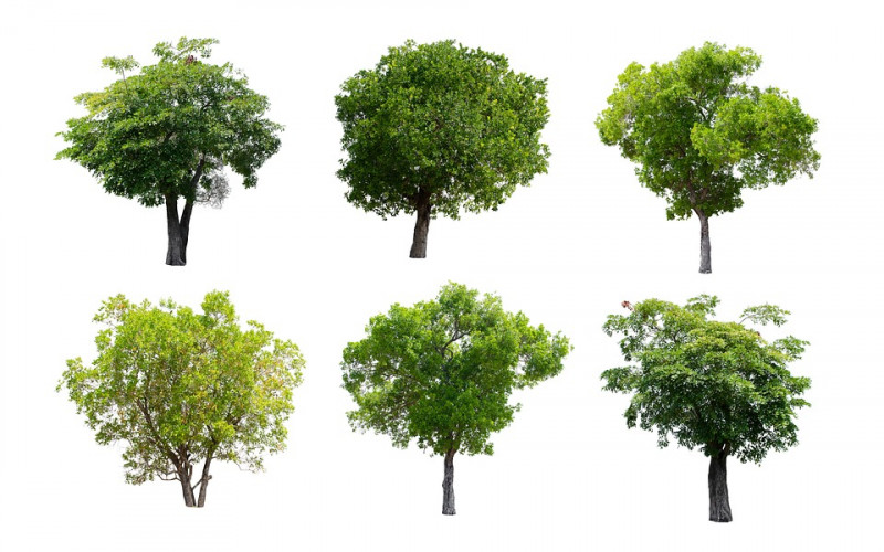 verschillende-soorten-loofbomen-klimaat-bladverliezend-herfstkleur-vruchten-bloemen-herkennen-blad-tak-structuur-bast