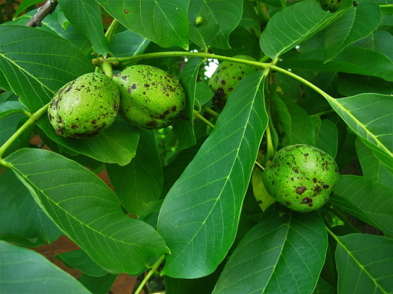 walnoten-walnoot-vruchtdragende-eetbare-boomsoorten-loofbomen-juglans-okkernoot-bomen-die-muggen-verjagen-