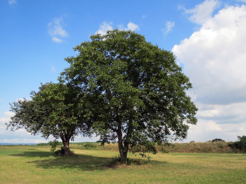 Walnotenbomen-meeste-noten-geschikte-rassen-planten-snoeien