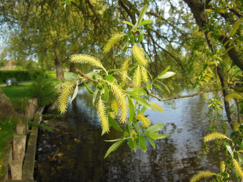 verschillende-soorten-bomenwilg-katjes-bloeiend-bomen-wanneer-bloeien-wilgentenen-bloemen-bladeren-voorjaar