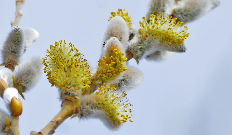 verschillende-soorten-bomenwilgenkatjes-knotwilgen-treurwilgen-katjes-takken-decoratie-paastakken-zilvergrijs-insecten-stuifmeel-vroegbloeiende-bomen-soorten