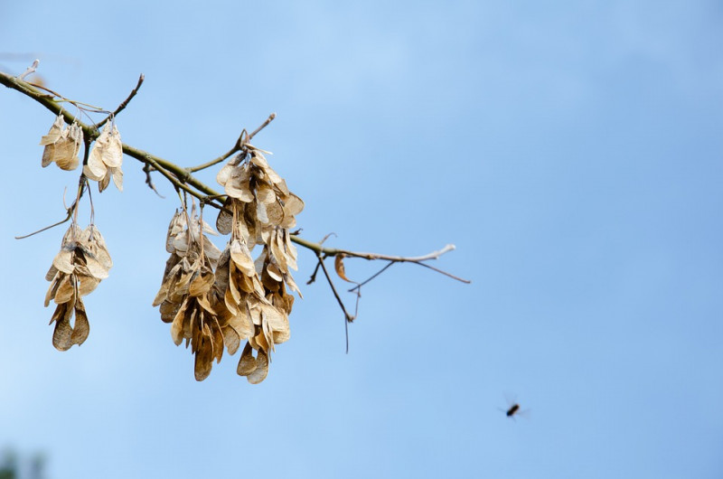 verschillende-soorten-bomenzaad-helicopter-zaadjes-welke-boom-vruchten-verspreiding-esdoorn