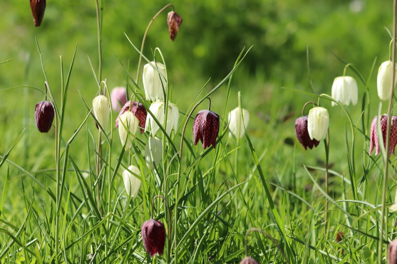 Stinzenplanten-soorten-uitleg-aanplant