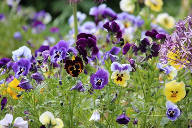 Het hoornviooltje, Viola cornuta, heeft een kleiner bloemetje dan de gewone viool. Deze is meer bodembedekkend maar heeft verder dezelfde eigenschappen als de gewone viool. Rizoomvormende, uitstoelende, bladverliezende vaste plant, maar wordt meestal als een of tweejarig behandeld. Lichtgeurende, gespoorde bloemen.
