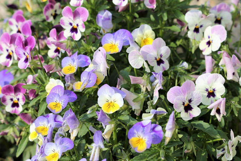 pansy-Viooltje-Altviool-Driekleur-Bloem-Lente-Bloemen