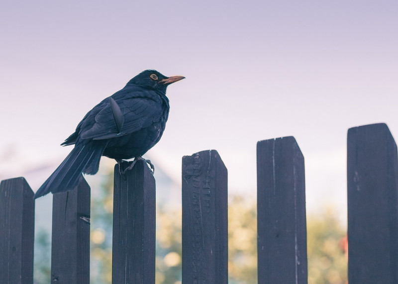 Tips-merel-lokken-naar-de-tuin