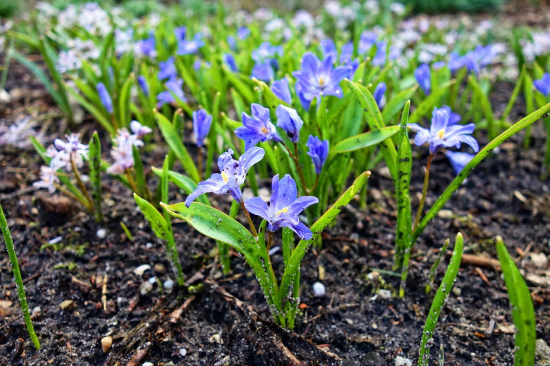 vroegbloeiende, planten,februari,bolgewassen,bloembollen,kleinblijvend,nectar,stuifmeel,voor,wilde,bijen,vlinders,insecten