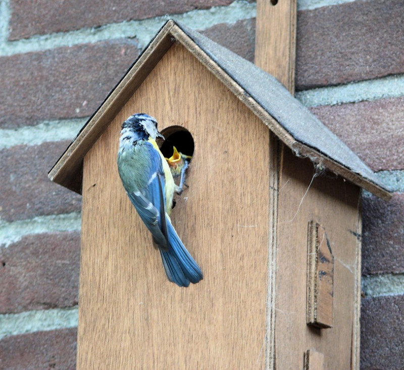 wanneer-enwaar-plaats-ik-het-beste-een-vogelhuisje-nestkast-voor-tuinvogels-om-te-broeden