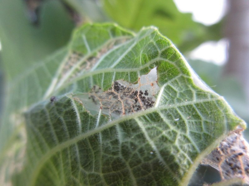 vijgenskeletteermot-aantasting-bladeren-vijgenboom-door-insect-spinnenwebben-