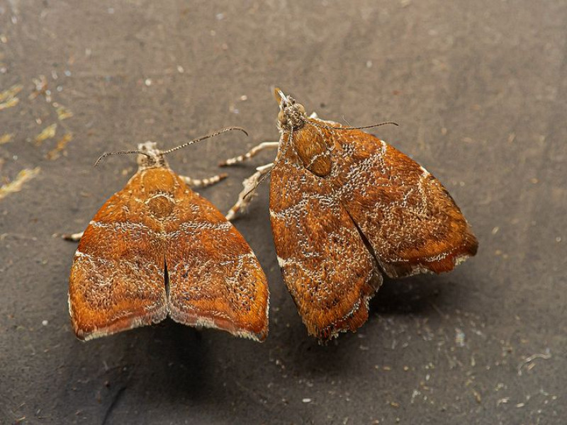 vijgenskeletteermot-bruin-oranje-nachtvlinder-op-vijgenbomen