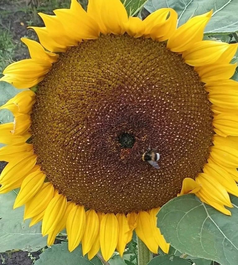 Zonnebloem-zaden-vogelvoer-gezond-uitgebloeid-drogen-voeren