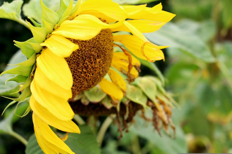 sun-flower-zonnebloem-planten-en-vogelvoer-oogsten-pikken-voeren-najaar-welke-vogels-komen-er-op-af