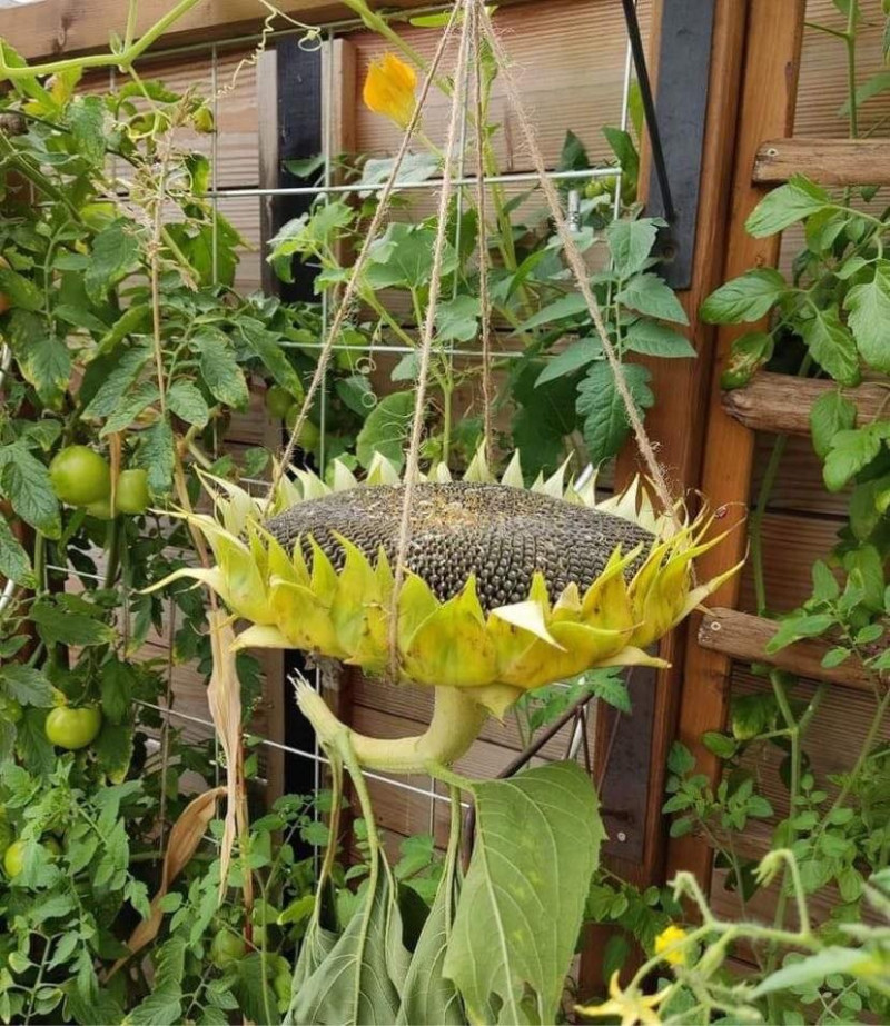 zonnebloem-pitten-uitgebloeid-ophangen-in-tuin-voor-vogels-vogelvoer