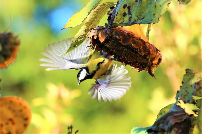 Zonnebloempitten voer voor vogels