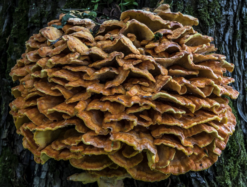 Pluk niet alles uit het bos kleine hoeveelheid is toegestaan