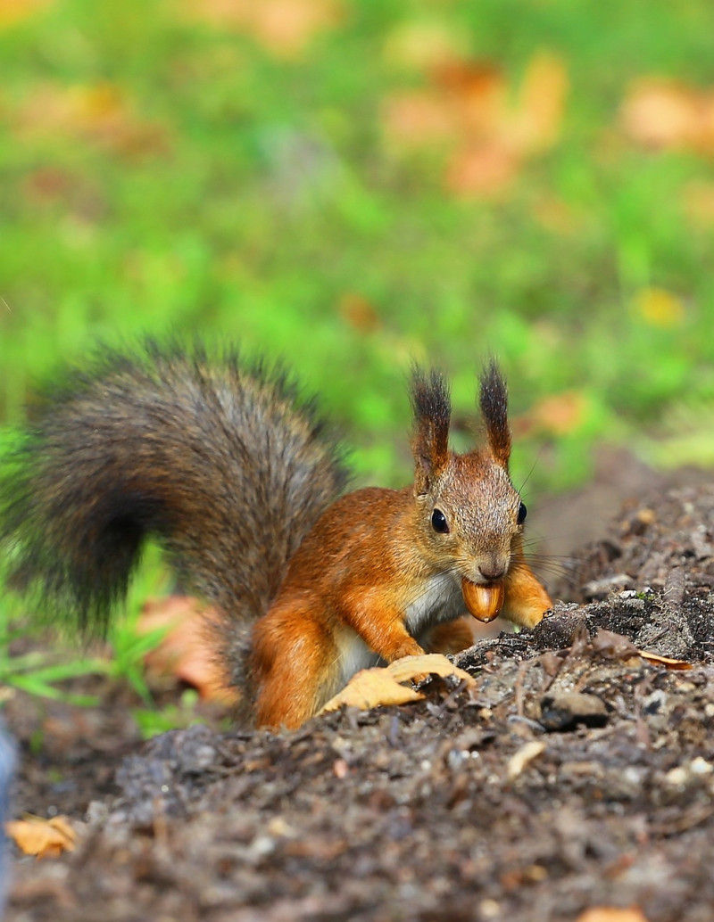 Wildplukken zoeken kastanjes beukennootjes paddenstoelen tamme kastanjes slecht voor wilde bos dieren