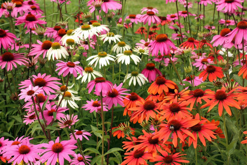 Zonnehoed-vaste-planten-zonnige-tuin-droog-volle-zon