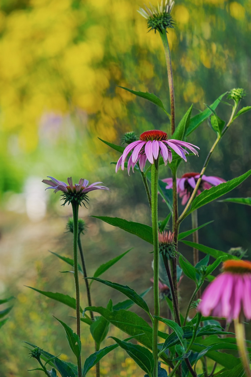 Vaste-planten-zonnige-standplaats-border-veel-zon-droog