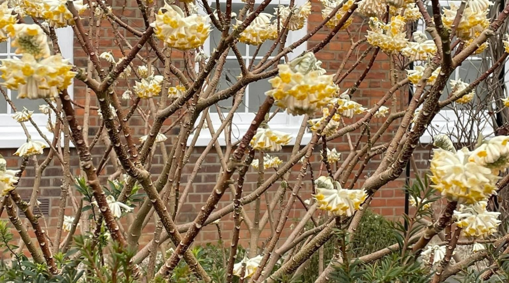 Afbeelding bij Edgeworthia chrysantha Grandiflora