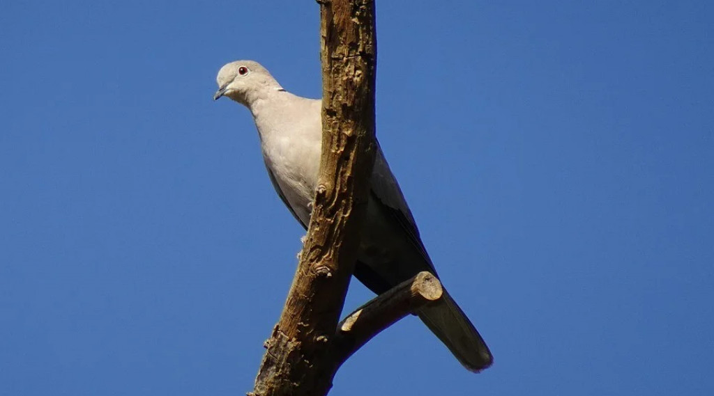 Afbeelding bij Bijna het hele jaar lente!