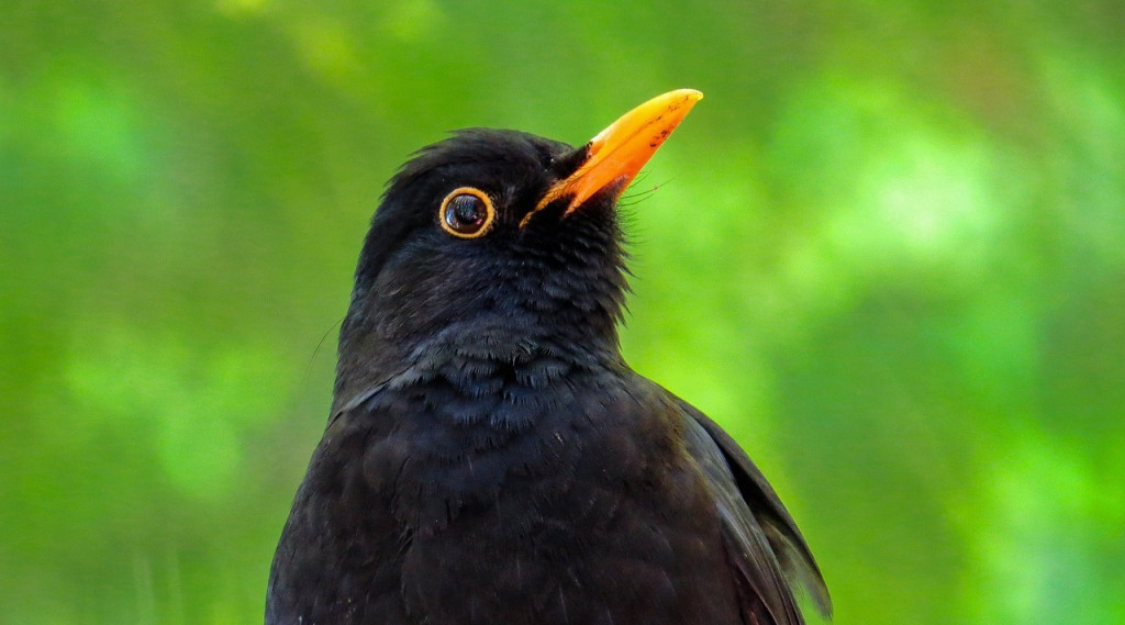 Afbeelding bij Bosbewoners in de buitenwijk