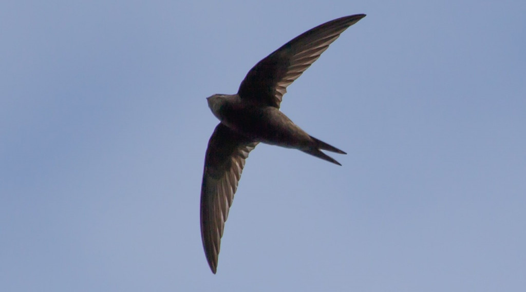 Afbeelding bij Broedtoeristen