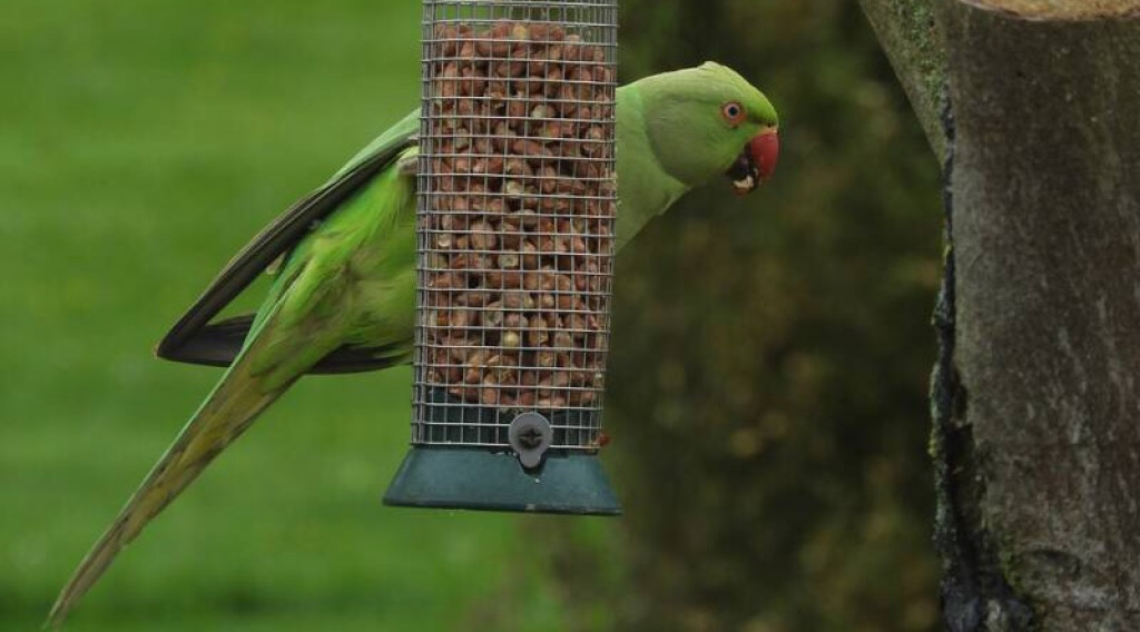 Afbeelding bij Omstreden Randstedelingen