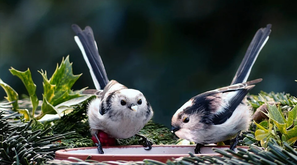 Afbeelding bij Staartmeesjes - All in the family