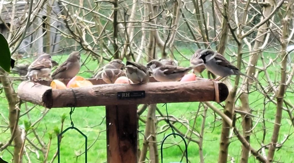 Afbeelding bij Huismusvredebreuk