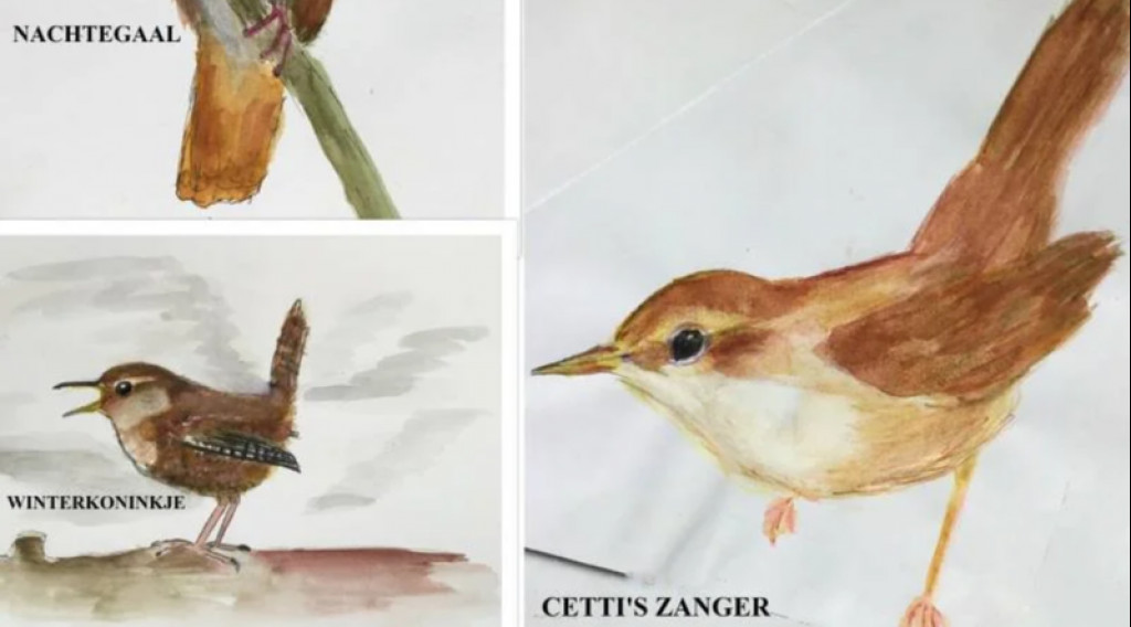 Afbeelding bij KBVtjes (Kleine Bruine Vogeltjes)