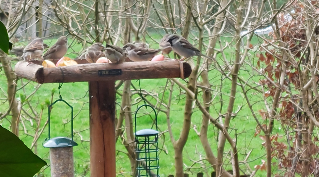 Afbeelding bij KBVtjes (Kleine Bruine Vogeltjes)