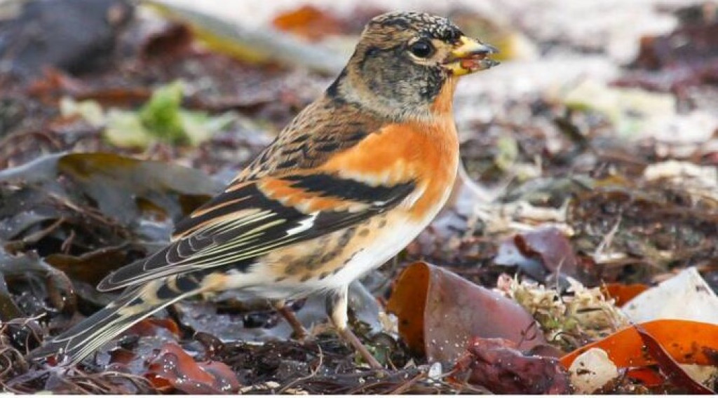 Afbeelding bij Noorderlingen