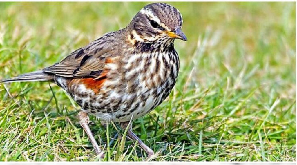 Afbeelding bij Noorderlingen