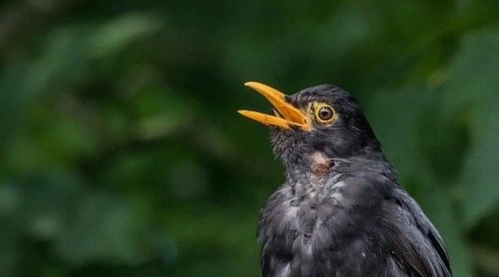 Afbeelding bij Liever een dode poster dan een levende vogel?